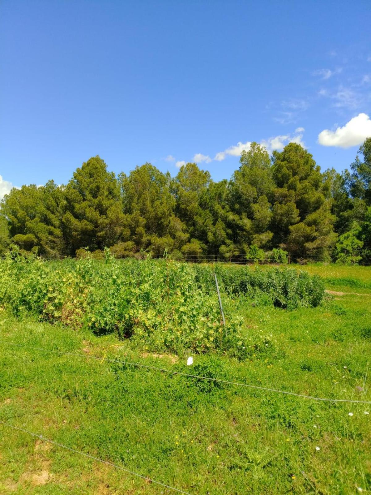 Apartment With Private Pool And Garden San Martín Sarroca Zewnętrze zdjęcie